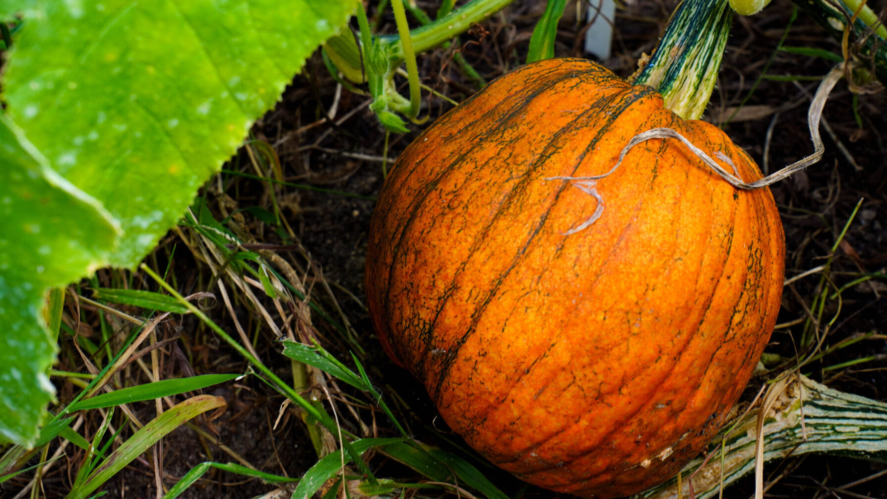 Focus on an orange Lakota squash.