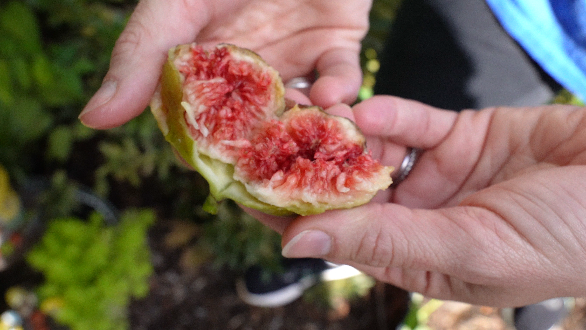 Hands opening up a fresh fig.